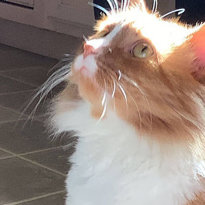 Meet your Posher, Rosslyn